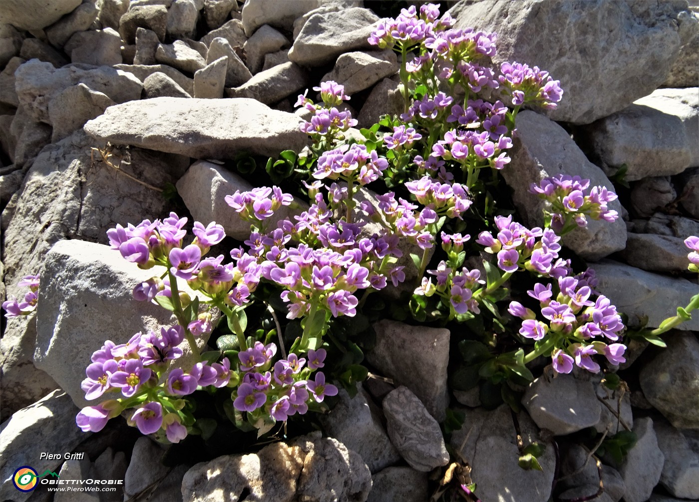 45 Erba storna rotundifolia (Thlaspi rotundifolium L.) .JPG